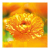 Skyddskräm Calendula Weleda (75 ml)