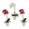 Kruka Orchid Purpur Rosa Lila Vit Plast (51 cm)