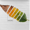 Sängöverdrag Leaf Pantone