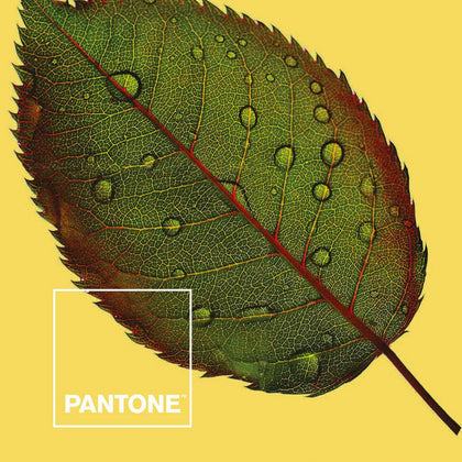 Påslakan Nature Pantone