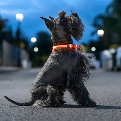 LED-halsband för husdjur Petlux InnovaGoods