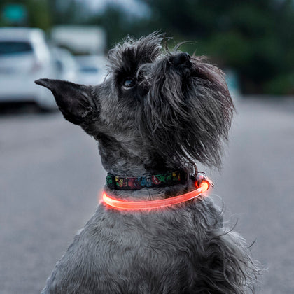 LED-halsband för husdjur Petlux InnovaGoods